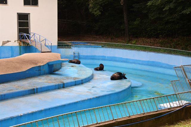 남아메리카 물개 ‘대한’, ‘민국’, ‘삼식’이가 있는 물개사에는 어른 발목 정도로 물 깊이가 낮다. 달성공원 측은 물이 더러워지기 쉬운 여름철을 맞아 2주에 한번 갈던 물을 5일에 1번으로 자주 갈기 위해서라고 설명했다. 윤희정기자 yooni@hankookilbo.com