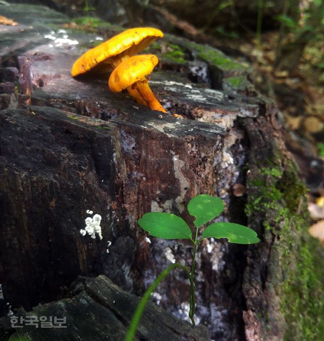 신상순의 시선 -상생과 조화. 신상순선임기ssshin@hankookilbo.com