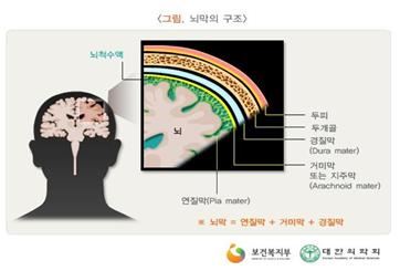 뇌막의 구조. 보건복지부 제공