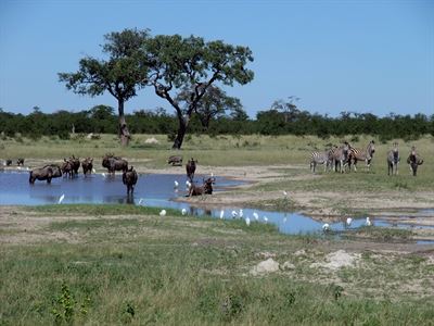 '숨겨진 보석'이라 불리는 보츠와나 초베(Chobe)국립공원. 다이아몬드와 함께 보츠와나 경제의 성장 동력으로 꼽힌다. 보츠와나의 여러 자연국립공원은 뉴욕타임즈와 세계여행가이드북 '론리 플레닛'이 2016년 반드시 여행해야 할 최고의 관광지로 꼽았다. Wikipedia.org