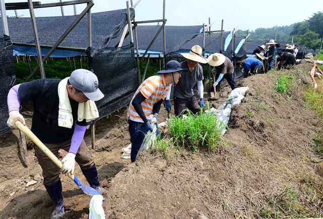 청주시를 비롯한 전국 수해지역에는 성금 기탁과 자원봉사의 물결이 밀려들고 있다. 농촌진흥청 직원들이 28일 충북 청주시 미원면 운암리 인삼밭에서 폭우로 무너진 둑을 쌓고 배수로를 정비하고 있다. 농촌진흥청 직원 370여명은 지난 17일부터 매일 수해지역을 찾아 복구활동을 벌이고 있다. 충북도 제공