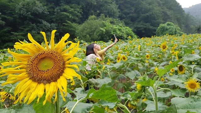 2일 경북 상주시 모서면에 있는 해바라기 꽃밭을 찾은 시민들이 사진을 찍고 있다. 상주시 제공