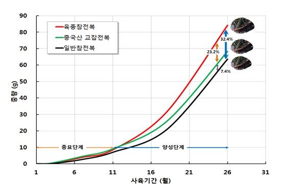 그림 1육종 참전복과 중국산 교잡전복, 일반참전복을 26개월 길렀을 때 육종 참전복이 일반참전복보다 32% 이상 무게가 더 나가는 것으로 확인됐다. 해양수산부 제공