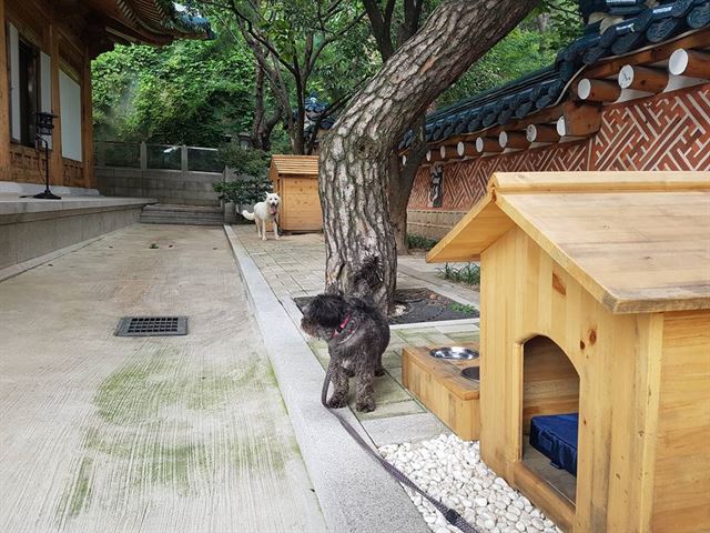 임종석 청와대 비서실장이 자신의 페이스북에 줄에 묶인 채 실외에 있는 토리의 사진을 올렸다. 뒤에 풍산개 마루의 모습도 보인다. 임종석 비서실장 페이스북