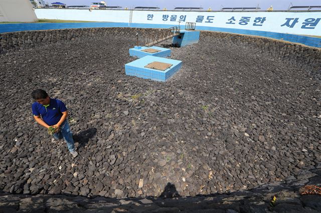 계속된 가뭄으로 바짝 말라버린 제주시 삼양 1취수원에서 취수원 관계자가 잡초를 제거하고 있다. 2017.8.7 제주=연합뉴스