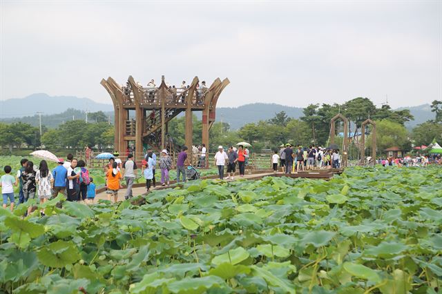 무안연꽃축제가 열리는 무안군 일로읍 회산백련지. 무안군 제공