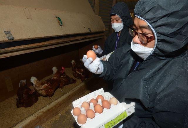 15일 오후 경기 화성시 향남읍의 한 산란계 농장에서 농림축산식품부 농산물품질관리원 검사요원들이 시료채취를 위해 계란을 수거하고 있다. 화성=연합뉴스