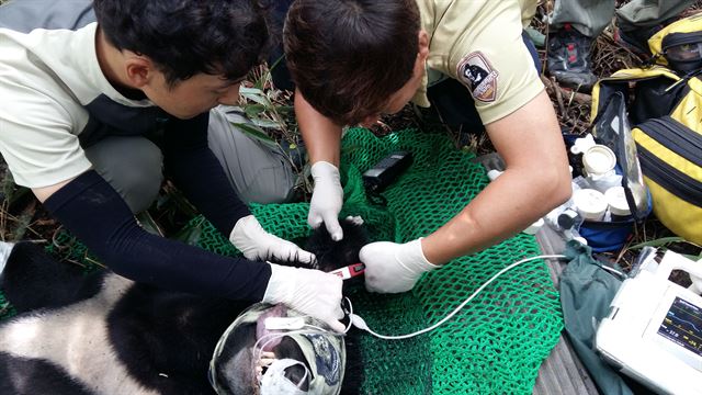 지난 6월 경북 김천 수도산에서 포획된 반달가슴곰. 김천시 제공