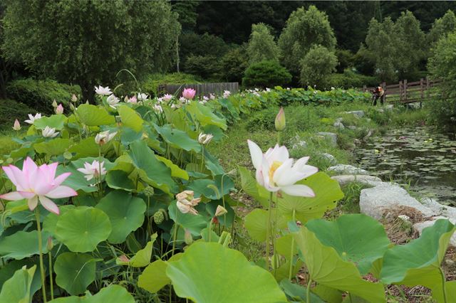 사계절 꽃피는 정원으로 변신한 노근리평화공원. 빅토리아 연꽃 등 희귀한 연꽃들이 만발해 수려한 장관을 연출하고 있다. 영동군 제공