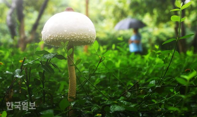 [저작권 한국일보] 가을을 맞이한다는 절기 '처서(處暑)'이면서 수도권과 영서지방에 200mm 이상의 비가 내린 23일 오전 서울 상암동 월드컵 공원에 핀 큰갓버섯 앞으로 우산을 쓴 시민이 발길을 재촉하고 있다. 비는 전국으로 확대돼 내일까지 이어질 전망이다. / 류효진기자 /2017-08-23(한국일보)