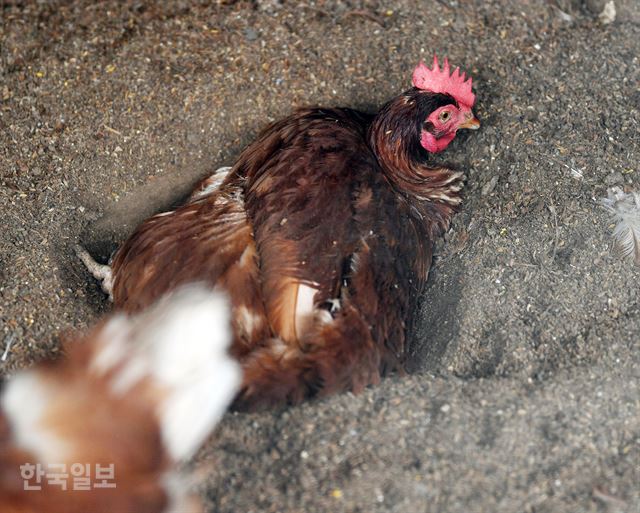 24일 충남 서산시 운산면의 서산기쁨농장에서 닭이 평사 바닥을 파고들어가 ‘흙 목욕’을 하고 있다. 서산=신상순 선임기자 ssshin@hankookilbo.com