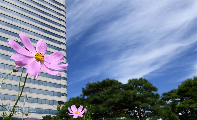 선선한 바람이 불어 한여름 열기가 식은 29일 오후 서울 중구 대한상공회의소 앞에 코스모스가 피어 다가오는 가을을 반기고 있다. 홍인기 기자