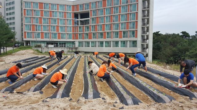 코리아텍 학생과 교직원이 교내 공터에 만든 텃밭에서 배추와 무를 심고 있다. 코리아텍 제공