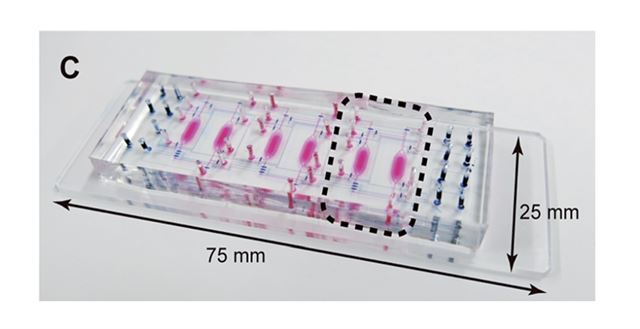 그림 2일본 교토대학이 7월 25일 영국의 학술지 RSC Advances에 발표한 '보디 온 어 칩'. 이 안에 인간의 장기기관을 본뜬 모델이 들어 있다. 해당 논문 캡처