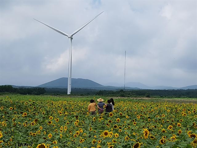 제주 서귀포시 표선면 가시리에 조성된 해바라기 꽃밭. 제주도 제공.