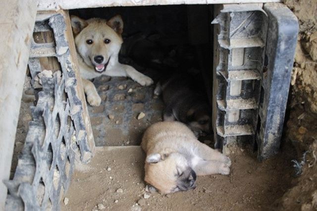 골든이와 지난 6월에 낳은 새끼 강아지 한 마리가 위탁처에서 쉬고 있다. 정윤희 씨 제공