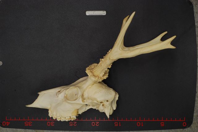 수컷 노루의 머리뼈. 사슴과 동물인 노루는 수컷 머리에 큰 뿔을 가지고 있다. 국립생태원 제공