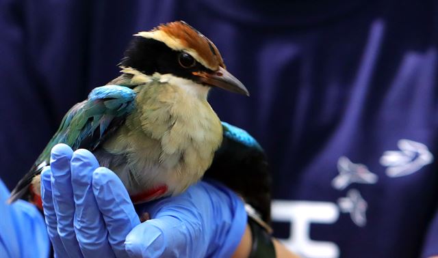 팔색조는 국제자연보전연맹(IUCN) 적색목록 취약종으로 분류돼 국제적으로 보호받는 새다. 연합뉴스