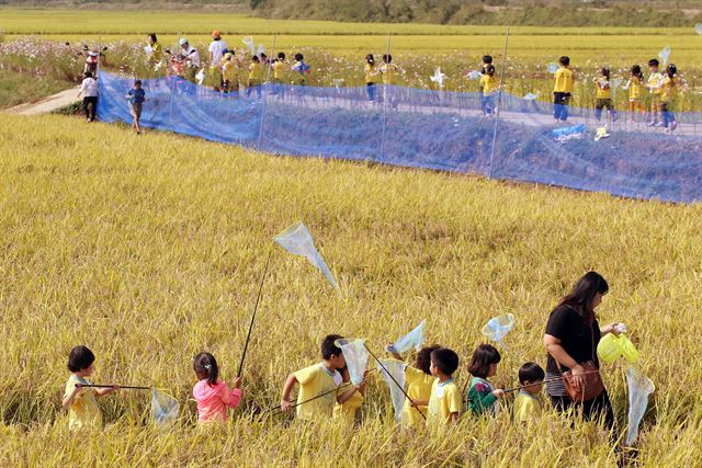 올해로 3년째를 맞는 강진군 작천 메뚜기 축제가 29일부터 이틀간 황금들녘에서 열린다.강진군제공