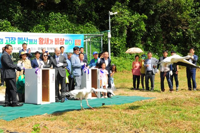 20일 예산황새공원에서 태어나 자란 황새 한쌍이 자연으로 돌아가고 있다. 예산군 제공