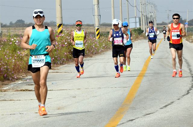 한국일보와 강원 철원군이 공동주최하고 철원군체육회가 주관한 '철원 DMZ국제평화마라톤대회'가 24일 강원도 철원군 일대에서 열렸다. 참가자들이 가을 들녘을 달리고 있다. 서재훈기자