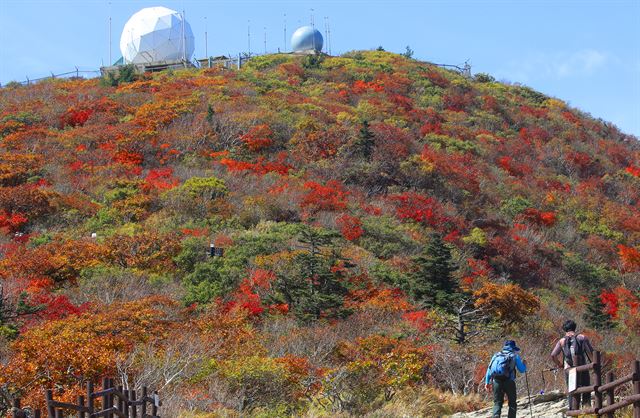 올가을 설악산국립공원의 단풍이 본격적으로 시작된 26일 중청대피소∼소청 구간 등산로 주변의 단풍이 물들고 있다. 설악산사무소가 예상한 설악산 고도별 단풍 절정시기는 대청, 중청, 소청(9월26일~10월1일) / 공룡능선, 대승령, 서북능선, 희운각, 한계령(10월1~7일) / 미시령, 천불동(10월7~13) / 천불동 하단, 수렴동, 십이선녀탕계곡(10월13~20일) / 소공원, 비선대, 비룡폭포, 주전골, 백담계곡, 장수대(10월20~27일).