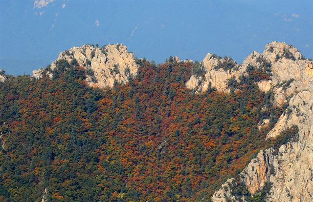 올가을 설악산국립공원의 단풍이 본격적으로 시작된 26일 신선대 주변의 단풍이 붉게 물들고 있다. 설악산사무소가 예상한 설악산 고도별 단풍 절정시기는 대청, 중청, 소청(9월26일~10월1일) / 공룡능선, 대승령, 서북능선, 희운각, 한계령(10월1~7일) / 미시령, 천불동(10월7~13) / 천불동 하단, 수렴동, 십이선녀탕계곡(10월13~20일) / 소공원, 비선대, 비룡폭포, 주전골, 백담계곡, 장수대(10월20~27일). 속처=연합뉴스