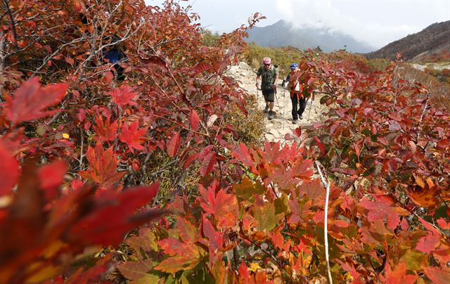 올가을 설악산국립공원의 단풍이 본격적으로 시작된 26일 중청대피소∼소청 구간 등산로 주변의 단풍이 붉게 물들고 있다. 설악산사무소가 예상한 설악산 고도별 단풍 절정시기는 대청, 중청, 소청(9월26일~10월1일) / 공룡능선, 대승령, 서북능선, 희운각, 한계령(10월1~7일) / 미시령, 천불동(10월7~13) / 천불동 하단, 수렴동, 십이선녀탕계곡(10월13~20일) / 소공원, 비선대, 비룡폭포, 주전골, 백담계곡, 장수대(10월20~27일). 속초=연합뉴스