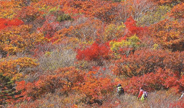 올가을 설악산국립공원의 단풍이 본격적으로 시작된 26일 중청대피소∼소청 구간 등산로 주변의 단풍이 물들고 있다. 속초=연합뉴스