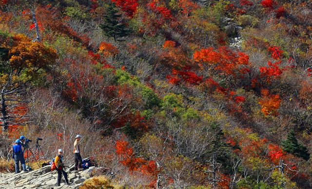 올가을 설악산국립공원의 단풍이 본격적으로 시작된 26일 중청대피소∼소청 구간 등산로 주변의 단풍이 물들고 있다. 속초=연합뉴스