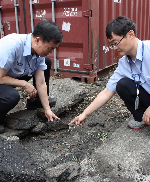 지난달 28∼29일 '살인 개미'로 불리는 맹독성 붉은 독개미 1,000여 마리가 발견된 부산항 감만부두 컨테이너 야적장에서 1일 농림축산검역본부 관계자들이 현장 조사를 하고 있다. 부산=연합뉴스