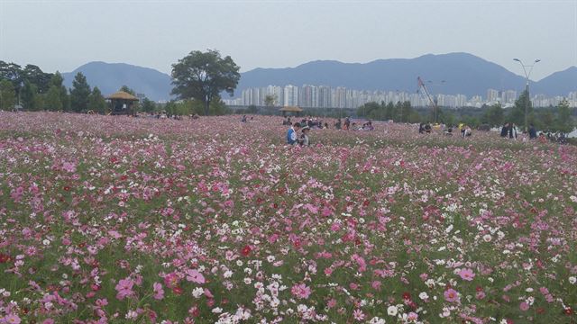 6일 오전 경기 구리기 한강코스모스축제장을 찾은 시민들이 끝나가는 추석연휴를 즐기고 있다. 신상순 선임기자