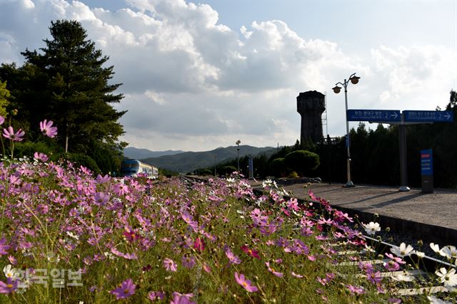 열차카페와 급수탑, 코스모스가 어우러진 화본역 승강장.