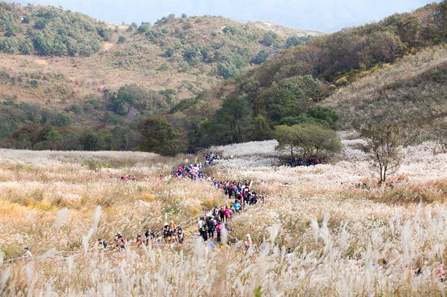 경기 포천 명성산 억새군락지. 포천시 제공