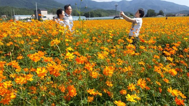 14일 울산시 울주군 두동면 봉계리 봉계 한우불고기축제가 열리는 봉계 한우특구 입구에 조성된 대규모 황화 코스모스 단지를 찾은 시민들이 함께 가족 단위로 사진을 찍으며 아름다운 추억을 만들고 있다.연합뉴스