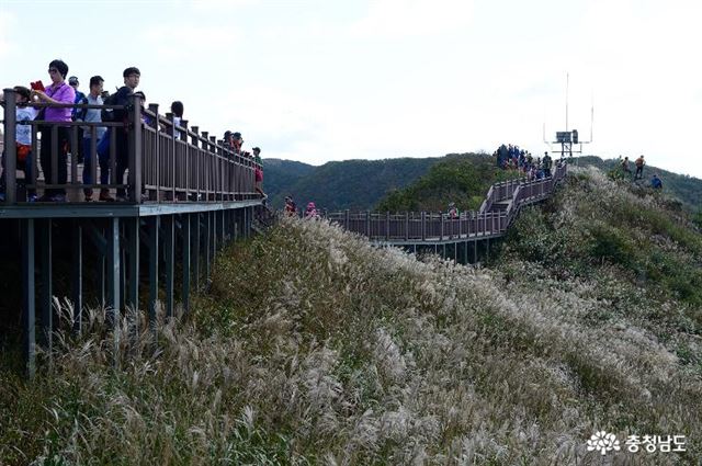 매년 많은 관광객이 찾는 천수만 갈대밭 전경. 충남도 제공