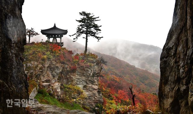 상원사 용마바위에 아슬아슬하게 올라 선 전나무와 종루, 계수나무 한 그루.