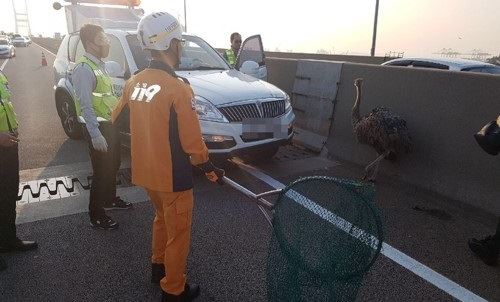 17일 서해대교에서 타조가 도로를 활보하던 타조를 관계기관이 포획하기 위해 둘러싸고 있다. 당진소방소 제공