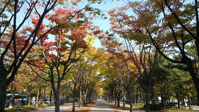 대전 서구가 21일부터 한달간 시민들이 낙엽을 밟으며 가을 정취를 느낄 수 있도록 보라매공원 가로수길의 낙엽을 수거하지 않기로 했다. 대전 서구제공