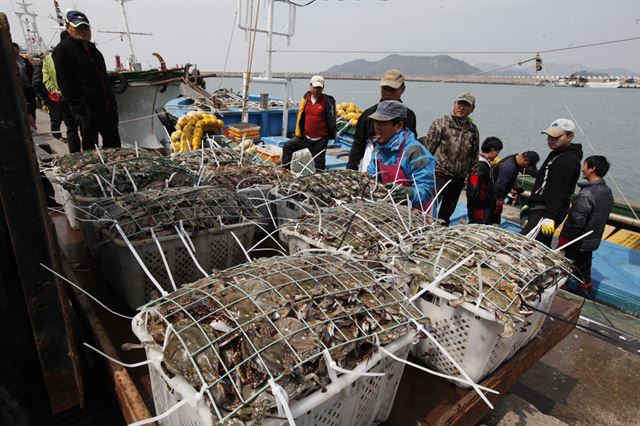 전남 진도서망항에는 살이 꽉찬 꽃게가 연일 대풍어를 기록하고 있다. 진도군청제공