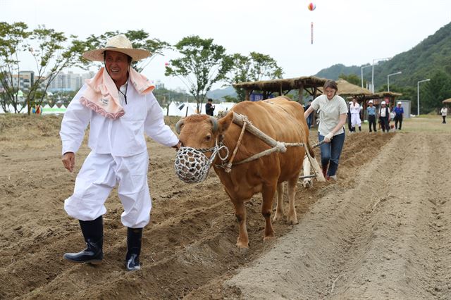 19일부터 닷새간 횡성읍 섬강둔치 일원에서 열리는 횡성한우축제에서는 전통 밭갈기 체험, 한우발골쇼 등 즐길거리, 볼거리가 다양하다. 횡성문화재단 제공