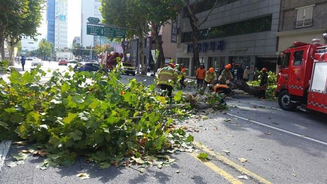 22일 오후 대구 봉산 육거리에 강풍으로 쓰러진 가로수를 소방대원들이 치우고 있다. 태풍 란의 영향 등으로 이날 대구와 경북 상당수 지역에 강풍 주의보가 내려졌다. 대구=연합뉴스