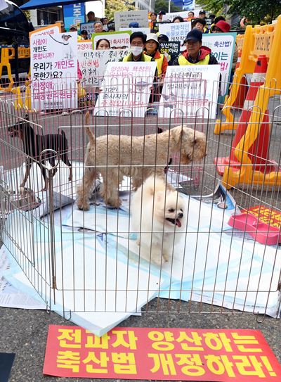 23일 서울 여의도 더불어민주당 당사 앞에서 열린 공평한 동물보호법 개정과 반려동물법 입법 촉구 기자회견에서 반려동물협회 관계자들이 피켓을 들고 집회를 하고 있다 .배우한 기자