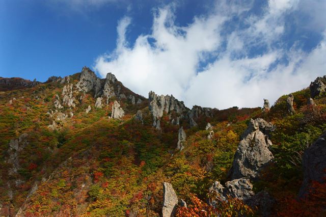 가을이 깊어가면서 한라산에도 단풍이 절정을 맞았다. 사진은 영실기암 주변 전경. 한라산국립공원관리소 제공.