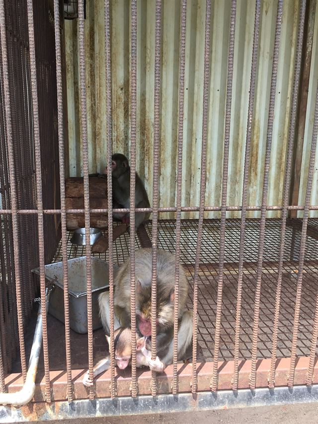 부안의 원숭이 공연장. 바닥은 발이 빠지는 뜬장 구조로 되어 있다.