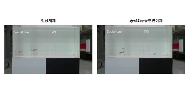 정상 제브라피시(왼쪽)와 DYRK1A 유전자 기능이 저해된 녹다운 돌연변이체 비교. 한국생명공학연구원 제공