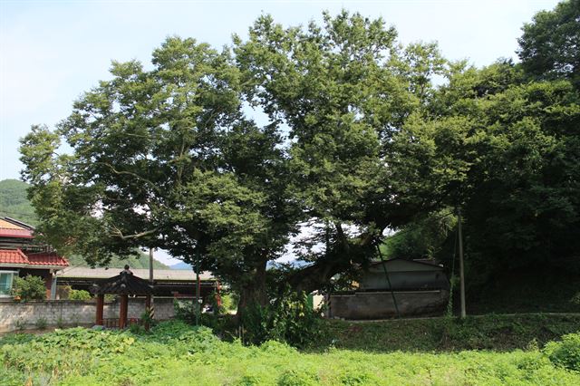 일명 독립군 나무로 불리는 영동군 학산면의 보호수. 영동군 제공