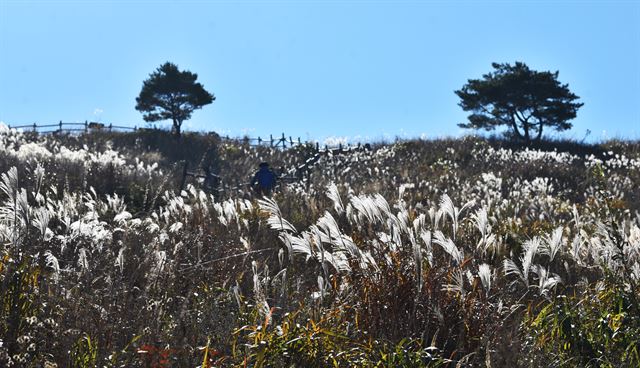 정선 남면 발구덕마을에서 민둥산으로 오르는 등산로에서 본 억새 풍경.