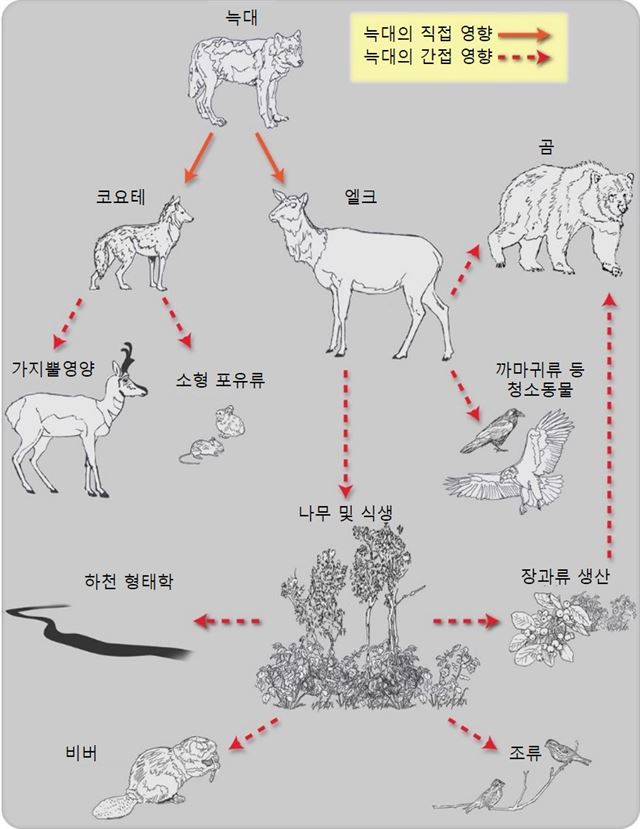 윌리엄 리플 외, 옐로 스톤 국립공원 내의 늑대 복원이 미친 직간접적 영향의 개념도, 세계 대형 육식동물의 생태학적 영향과 현 상태, 출처 사이언스