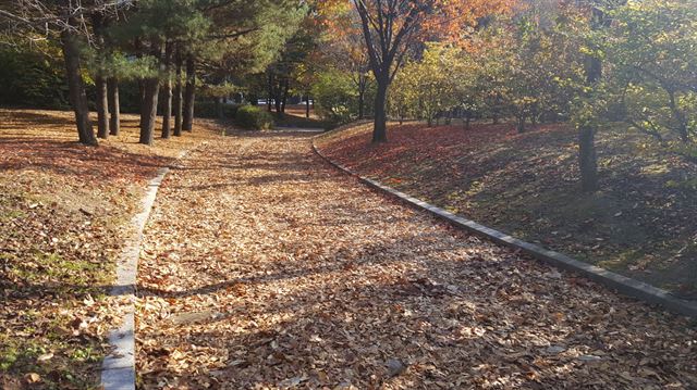 지난해 경기 성남시 중앙공원 낙엽거리 모습. 성남시 제공